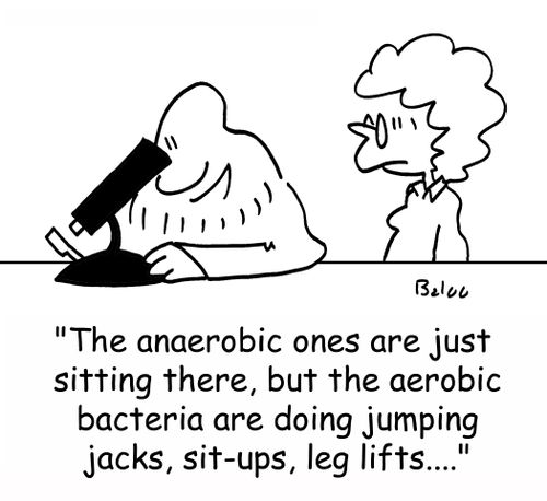 'The anaerobic ones are just sitting there, but the aerobic bacteria are doing jumping jacks, sit-up, leg lifts....'