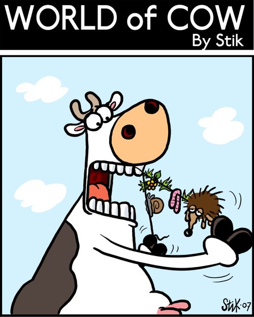 Cow cleaning his teeth with string.