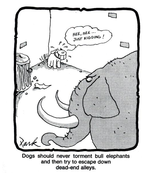 'Dogs should never torment bull elephants and then try to escape down dead-end alleys.'