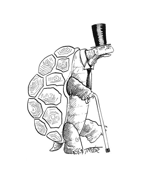 Old Tortoise