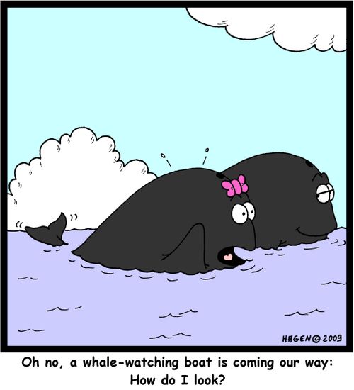 'Oh no, a whale-watching boat is coming our way: How do I look?'