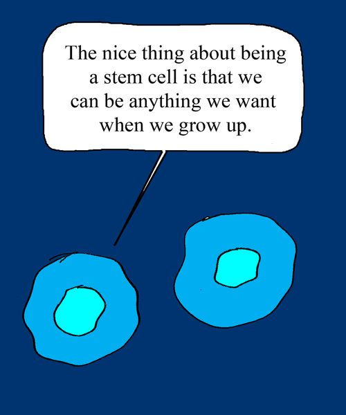 "The nice thing about being a stem cell is that we can be anything we want when we grow up."