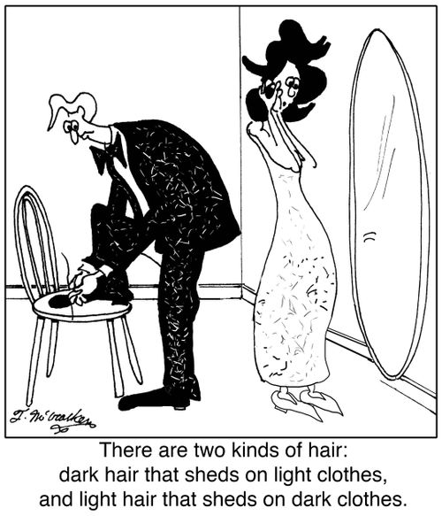 There are two kinds of hair: dark hair that sheds on light clothes, and light hair that sheds on dark clothes.