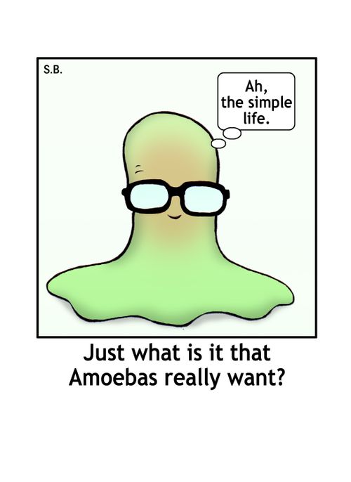 Just what is it that amoebas really want.