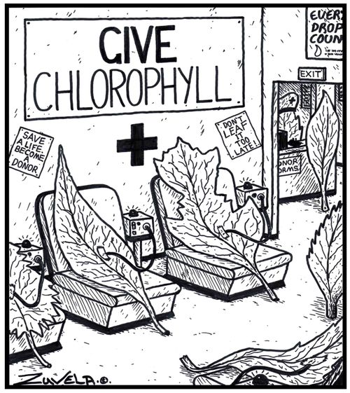 Give Chlorophyll.