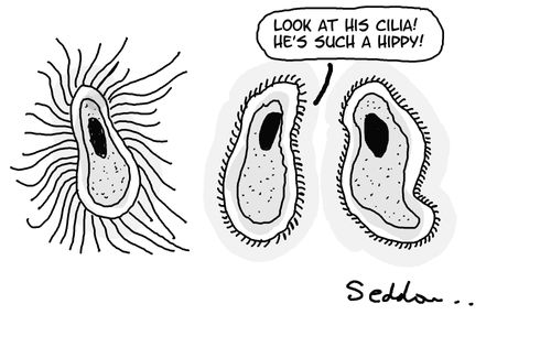 "Look at his cilia! He's such a hippy!"