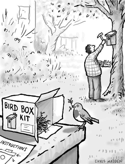 A robin building a nest in a discarded box that held a commercially bought bird box
