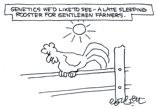 Genetics We'd Like to See: A Late Sleeping Rooster for Gentlemen Farmers.