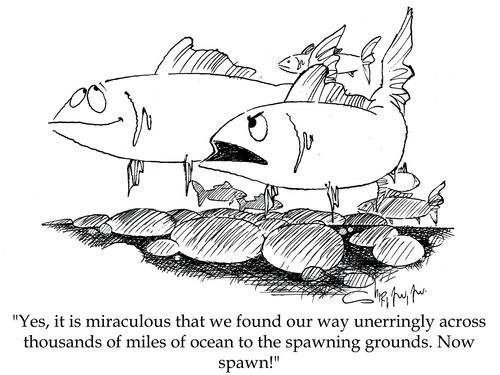 'Yes, it is miraculous that we found our way unerringly across thousands of miles of ocean to the spawning grounds. Now spawn!'
