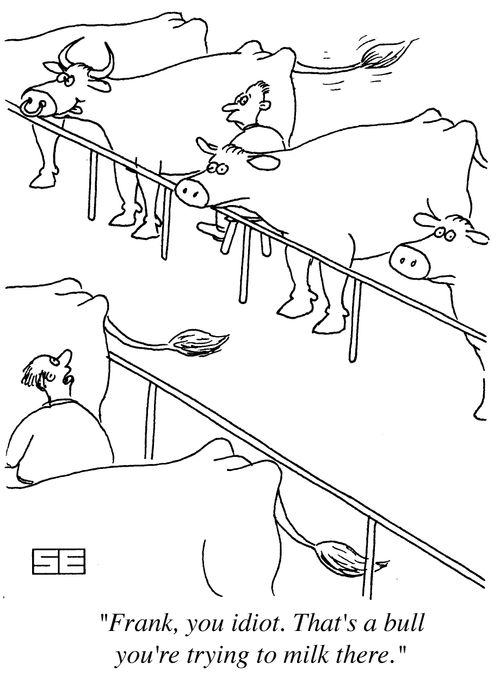 'Frank, you idiot. That's a bull you're trying to milk there.'