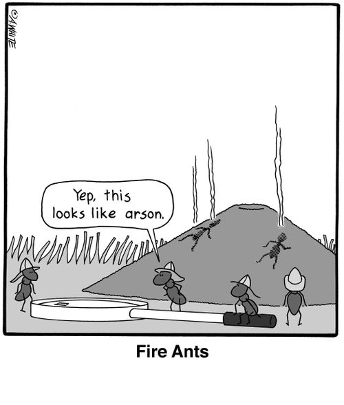 Fire Ants.