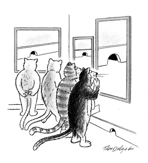 Cat art exhibition.