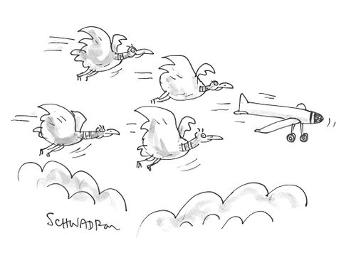 Birds following an aeroplane.