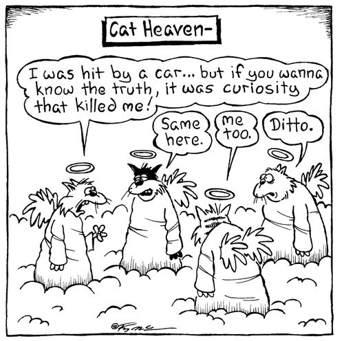 Curosity killed the cat