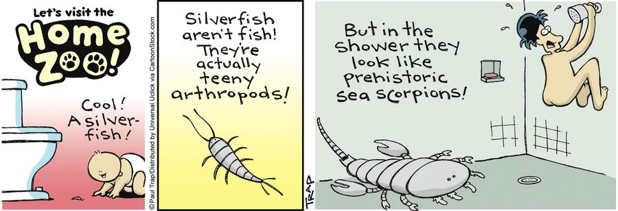 'A Silverfish!'