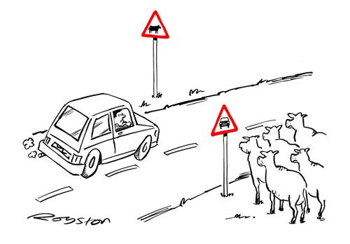 Cattle gives way to car
