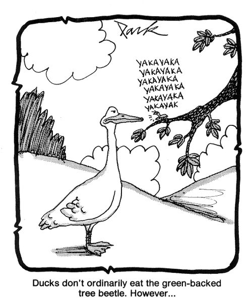 Duck don't ordinarily eat the green-backed tree beetle. However...
