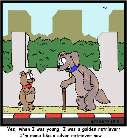 "Yes, when I was young, I was a golden retriever: I'm more like a silver retriever now..."