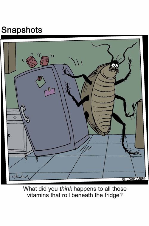What did you think happened to all those vitamins that roll beneath the fridge?