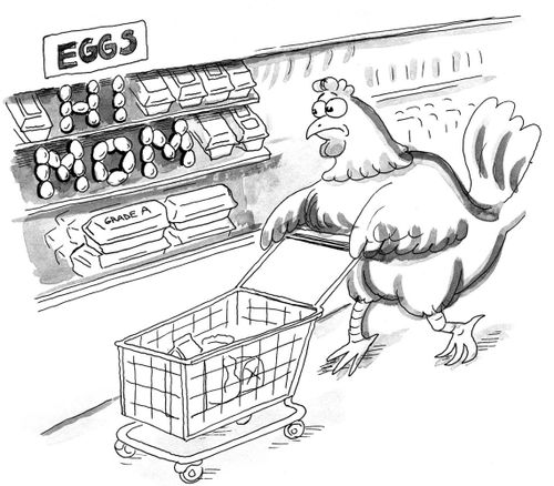 Mother chicken is sad to see eggs in the grocery store.