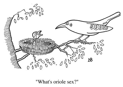 'What's oriole sex'