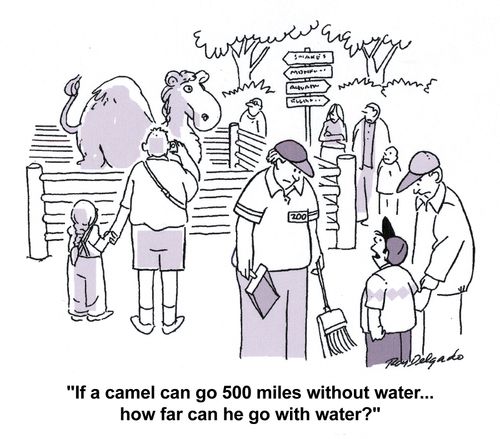 'If a camel can go 500 miles without water... how far can he go with water?'
