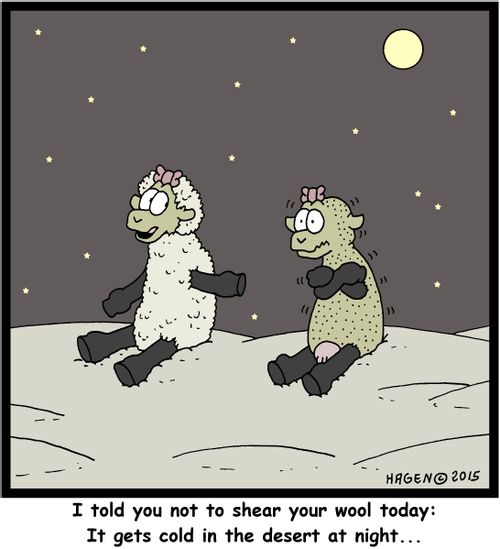 "I told you not to shear your wool today: It gets cold in the desert at night..."