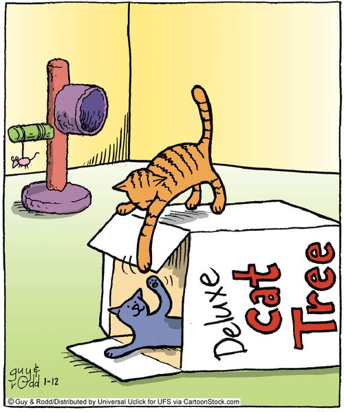 Cats and boxes...BOXES!