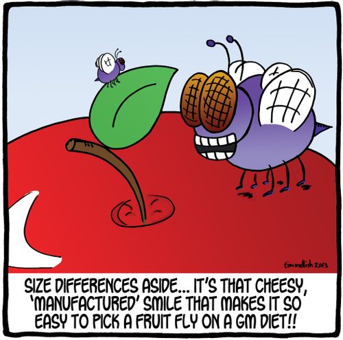 Size differences aside...it's that cheesy 'manufactured' smile that makes it so easy to pick a fruit fly on a GM diet!!