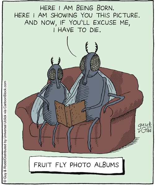 Fruit Fly Photo Albums