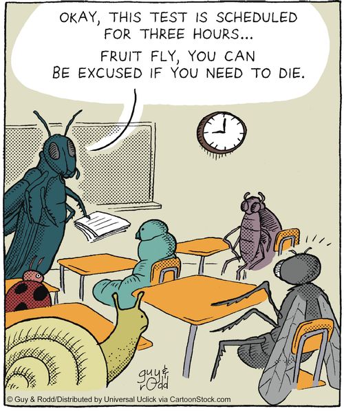 'Okay this test is scheduled for three hours, Fruit fly, you can be excused if you need to die,'
