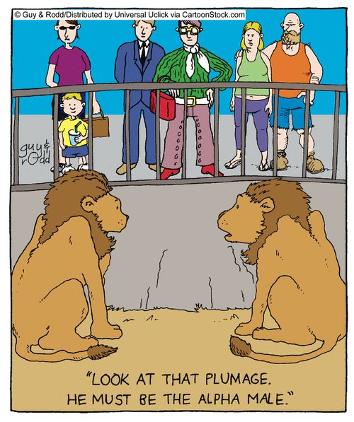 'Look at that plumage. He must be the alpha male.'