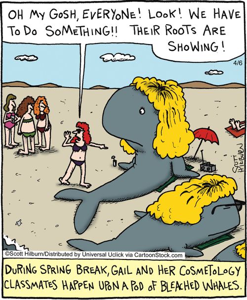A pod of bleached whales,