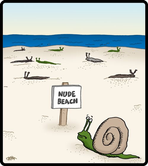Snails with no shells at nude beach.