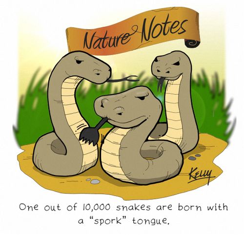 One out of 10,000 snakes are born with a 'spork' tongue.