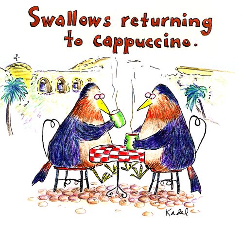 Swallows returning to Cappuccino.