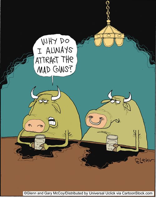'Why do I always attract the mad cows?'