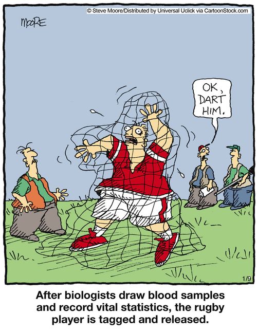 After biologists draw blood samples and record vital statistics, the rugby player is tagged and released.