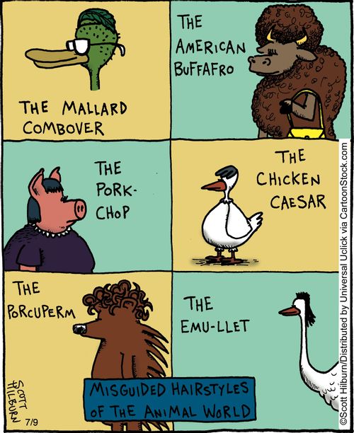 Misguided Hairstyles of The Animal World.