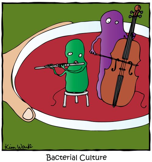 Bacterial Culture