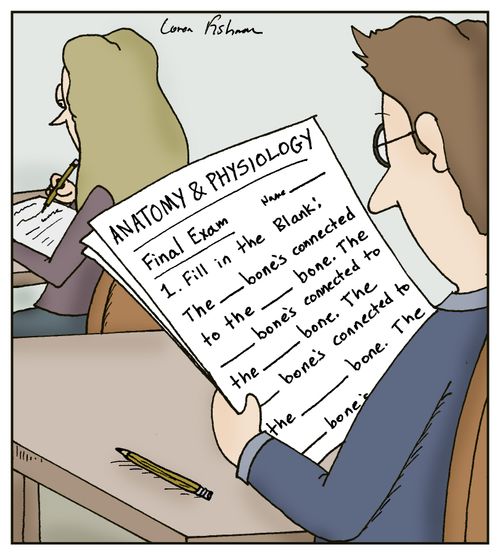 Anatomy & Physiology Exam: The ... bone's connected to ... bone...