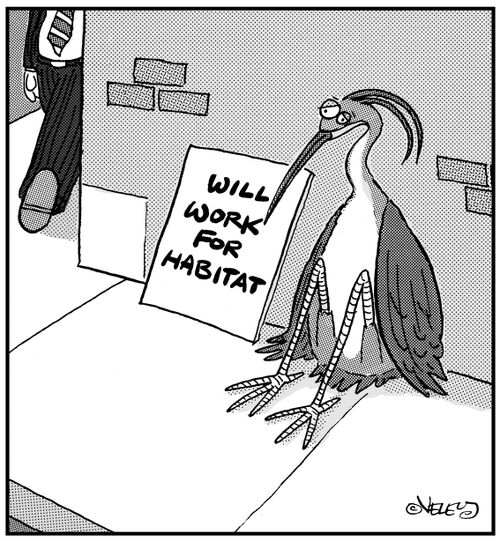 Endangered waterfowl with sign: 'Will work for habitat.'