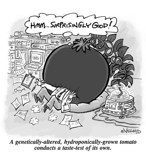 A genetically-modified,hydroponically-grown tomato conducts a taste-test of its own.