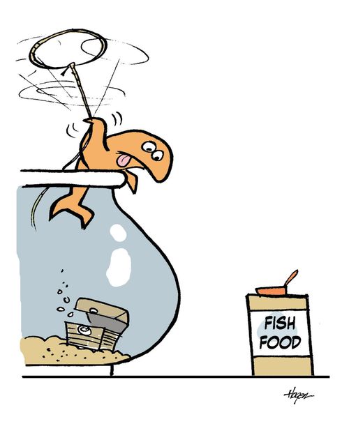 Fish trying to get food.