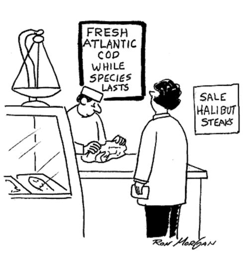 Fish Monger has sign on his wall: Fresh Atlantic Cod While Species Lasts.