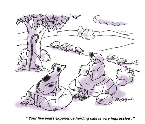 'Your five years experience herding cats is very impressive.'