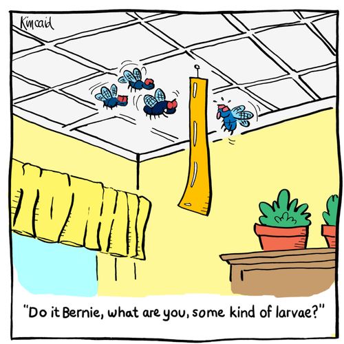 'Do it Bernie, what are you, some kind of larvae?'