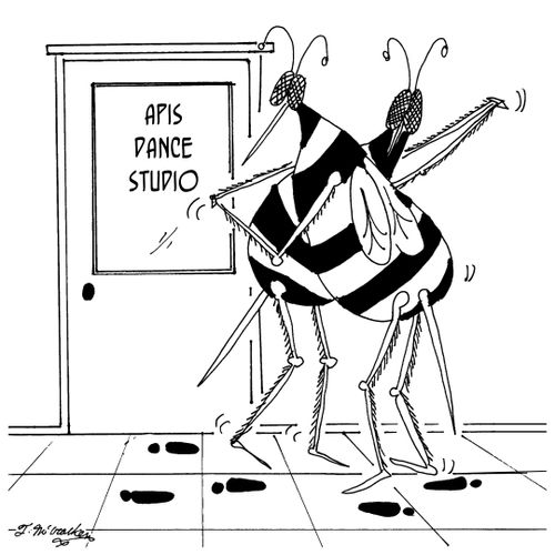 The Apis Dance Studio