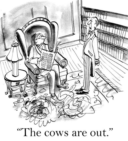 'The cows are out.'