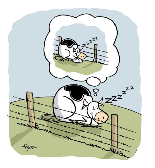 Cow dreams of being on the other side of the fence.